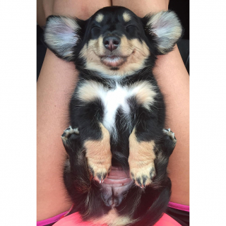 Illustration de l'article : 20 chiens qui ont décidé de faire la sieste coûte que coûte et peu importe l'environnement qui les entoure 