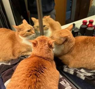 Article infographic: 18 pictures of dogs and cats that will help you fight the next episode of depression