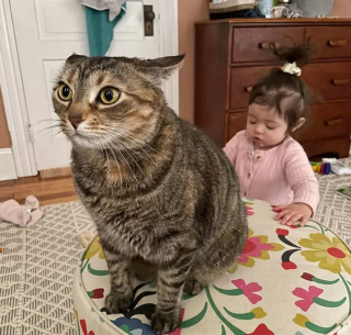 Article infographic: 18 pictures of dogs and cats that will help you fight the next episode of depression