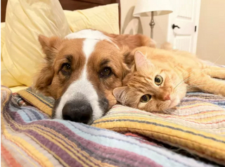 Article infographic: 18 pictures of dogs and cats that will help you fight the next episode of depression