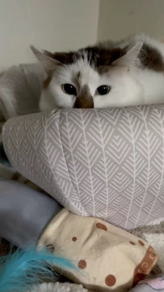 Illustration de l'article : Fraîchement adoptée, une chatte timide change d'attitude en réalisant qu'elle a désormais un toit et une famille