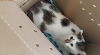 Illustration de l'article : Fraîchement adoptée, une chatte timide change d'attitude en réalisant qu'elle a désormais un toit et une famille