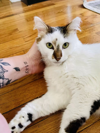 Illustration de l'article : Fraîchement adoptée, une chatte timide change d'attitude en réalisant qu'elle a désormais un toit et une famille