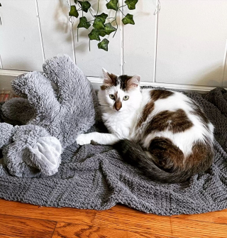 Illustration de l'article : Fraîchement adoptée, une chatte timide change d'attitude en réalisant qu'elle a désormais un toit et une famille