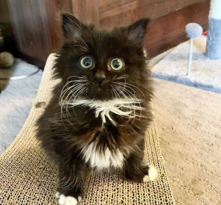 Illustration de l'article : Un chaton de 5 semaines orphelin dont la vie ne tient qu'à un fil a fait la rencontre de sa vie