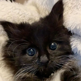 Illustration de l'article : Un chaton de 5 semaines orphelin dont la vie ne tient qu'à un fil a fait la rencontre de sa vie