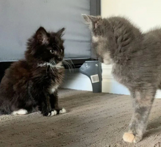 Illustration de l'article : Un chaton de 5 semaines orphelin dont la vie ne tient qu'à un fil a fait la rencontre de sa vie