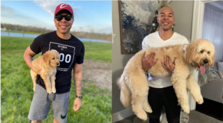 Illustration de l'article : 20 photos de chiots qui sont devenus de grosses boules de poils pleines d'amour