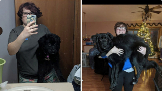 Illustration de l'article : 20 photos de chiots qui sont devenus de grosses boules de poils pleines d'amour