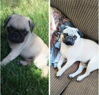 Illustration de l'article : 20 photos de chiots qui sont devenus de grosses boules de poils pleines d'amour