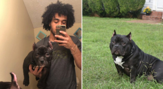 Illustration de l'article : 20 photos de chiots qui sont devenus de grosses boules de poils pleines d'amour