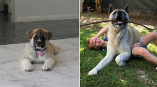 Illustration de l'article : 20 photos de chiots qui sont devenus de grosses boules de poils pleines d'amour