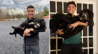 Illustration de l'article : 20 photos de chiots qui sont devenus de grosses boules de poils pleines d'amour