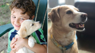 Illustration de l'article : 20 photos de chiots qui sont devenus de grosses boules de poils pleines d'amour