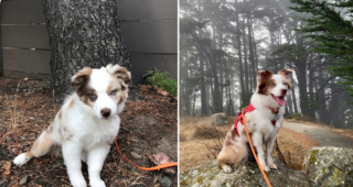 Illustration de l'article : 20 photos de chiots qui sont devenus de grosses boules de poils pleines d'amour