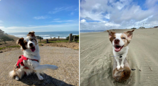 Illustration de l'article : 20 photos de chiots qui sont devenus de grosses boules de poils pleines d'amour