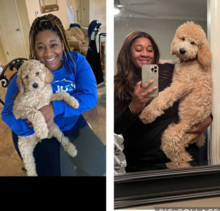 Illustration de l'article : 20 photos de chiots qui sont devenus de grosses boules de poils pleines d'amour