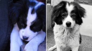 Illustration de l'article : 20 photos de chiots qui sont devenus de grosses boules de poils pleines d'amour