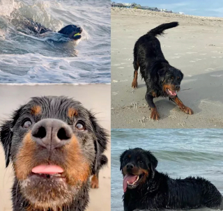 Illustration de l'article : 20 chiens qui profitent allègrement des joies de la plage