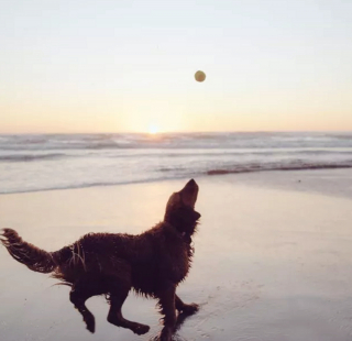 Illustration de l'article : 20 chiens qui profitent allègrement des joies de la plage