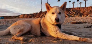 Illustration de l'article : 20 chiens qui profitent allègrement des joies de la plage