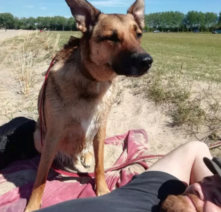 Illustration de l'article : 20 chiens qui profitent allègrement des joies de la plage