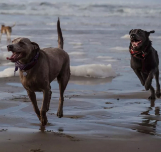Illustration de l'article : 20 chiens qui profitent allègrement des joies de la plage