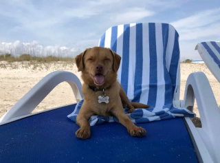 Illustration de l'article : 20 chiens qui profitent allègrement des joies de la plage