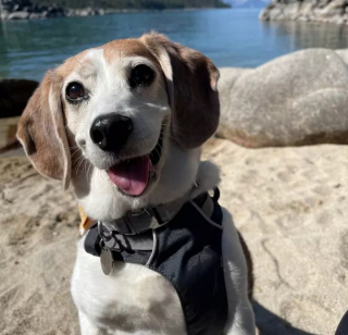 Illustration de l'article : 20 chiens qui profitent allègrement des joies de la plage