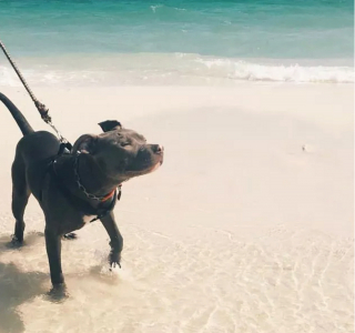 Illustration de l'article : 20 chiens qui profitent allègrement des joies de la plage