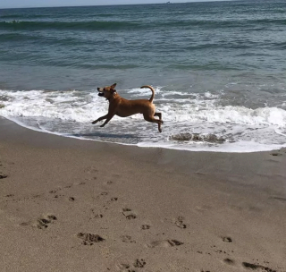 Illustration de l'article : 20 chiens qui profitent allègrement des joies de la plage