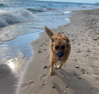 Illustration de l'article : 20 chiens qui profitent allègrement des joies de la plage