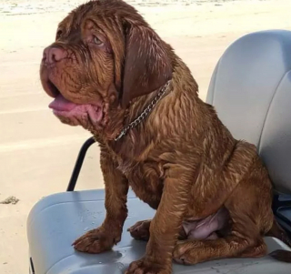 Illustration de l'article : 20 chiens qui profitent allègrement des joies de la plage