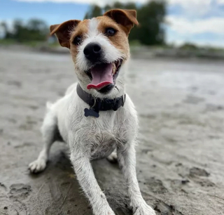 Illustration de l'article : 20 chiens qui profitent allègrement des joies de la plage