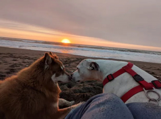Illustration de l'article : 20 chiens qui profitent allègrement des joies de la plage