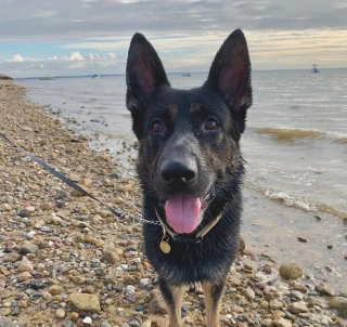 Illustration de l'article : 20 chiens qui profitent allègrement des joies de la plage