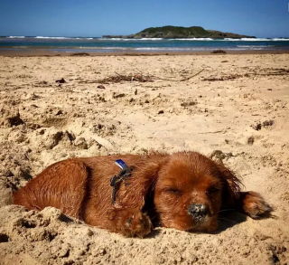Illustration de l'article : 20 chiens qui profitent allègrement des joies de la plage