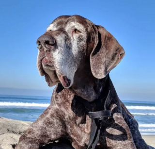 Illustration de l'article : 20 chiens qui profitent allègrement des joies de la plage