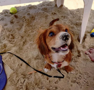 Illustration de l'article : 20 chiens qui profitent allègrement des joies de la plage