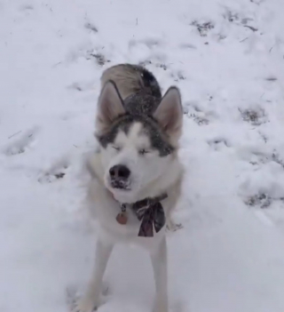 Illustration de l'article : La joie émouvante d'un chien aveugle qui découvre la sensation de la neige pour la première fois (vidéo)