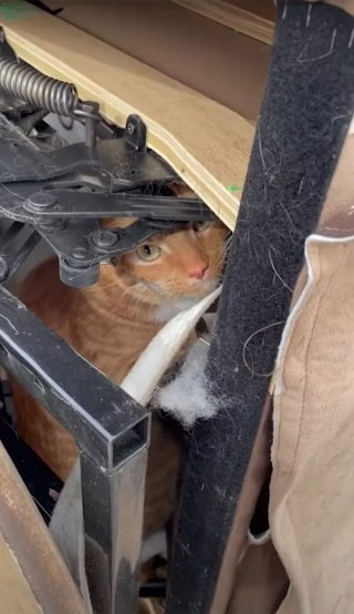 Illustration de l'article : Une famille se sépare de ses meubles, les employés du magasin d'occasion découvrent leur chat qui avait élu domicile dans le fauteuil inclinable