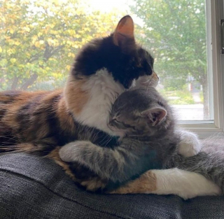 Illustration de l'article : 13 photos illustrant les moments uniques que vous pouvez vivre avec un animal de compagnie