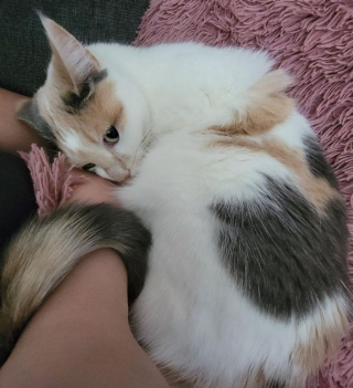 Illustration de l'article : 13 photos illustrant les moments uniques que vous pouvez vivre avec un animal de compagnie