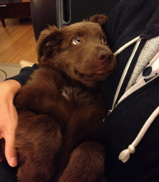 Illustration de l'article : 13 photos illustrant les moments uniques que vous pouvez vivre avec un animal de compagnie