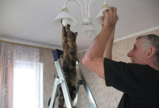 Illustration de l'article : 20 photos drôlissimes de chats qui agissent de manière illogique