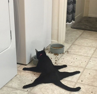 Illustration de l'article : 20 photos drôlissimes de chats qui agissent de manière illogique