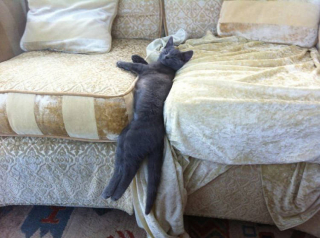 Illustration de l'article : 20 photos drôlissimes de chats qui agissent de manière illogique