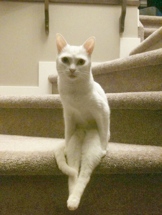 Illustration de l'article : 20 photos drôlissimes de chats qui agissent de manière illogique