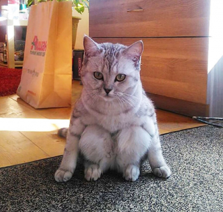 Illustration de l'article : 20 photos drôlissimes de chats qui agissent de manière illogique