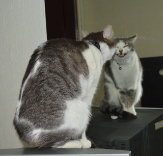 Illustration de l'article : 20 photos drôlissimes de chats qui agissent de manière illogique